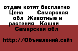 отдам котят бесплатно › Цена ­ 1 - Самарская обл. Животные и растения » Кошки   . Самарская обл.